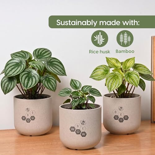 Image of Eha Earth-Friendly Printed Small Terrapod Planters for Home Decor | 3.5 Inch, Pack of 3 | Plant Gifts Made with Rice Husk Biocomposite | Flower Pot for Living Room| Sand Castle