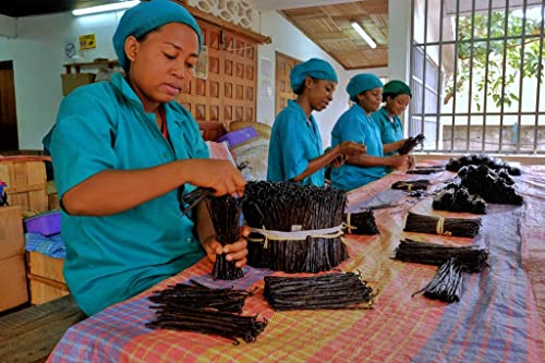 Foto von Bourbon Vanilleschoten (15 Stk. - 10-11cm) Top Gourmet Qualität - Grade A 100% natural aus Madagaskar