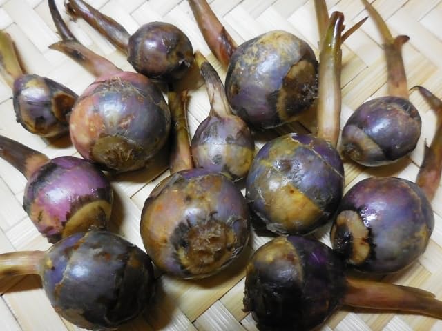 抽水植物 国産 青クワイ くわい　種芋 3個　自然菜園　無化学肥料 種苗 稲作 抽水植物 国産 青クワイ くわい 種芋 3個 自然菜園 無化学肥料