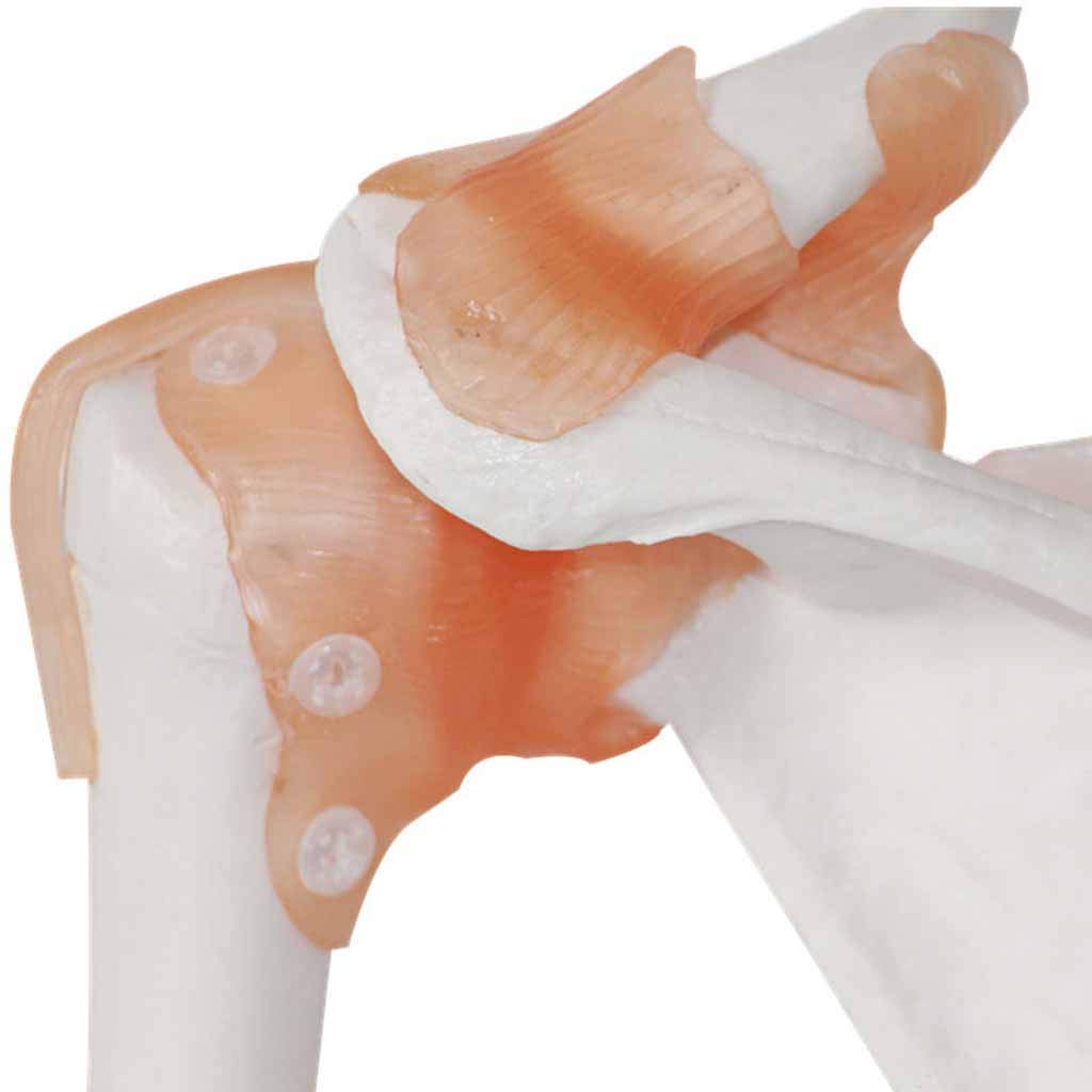 Modele Medyczne, Model Stawów Pleców, Anatomiczny O Wielkości Życia Z Taśmami Z Materiału PVC, Model Stawów Medyczno-Anatomiczny, Jako Pomoc Medyczna