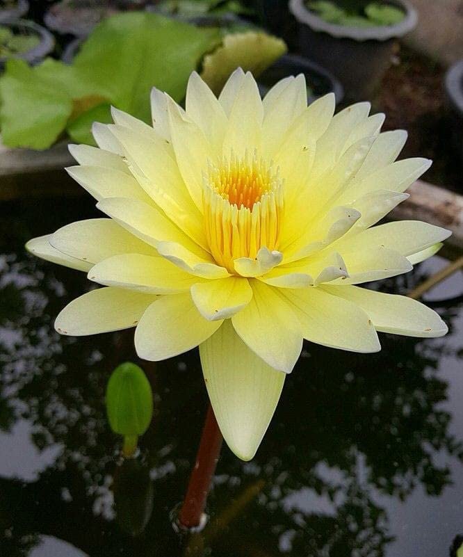 Siddhi Vinayak Gallery® Water Lily Seeds Imported Lotus Plant Mix Colors Seed, Perfect for Home Decor, Garden Decor lover Gift (YELLOW, PACK OF 1) (B09SQ16LCR) Amazon Price History, Amazon Price Tracker