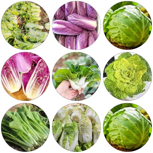 col china verdes de jardín perennes resistentes semillas de Reverdecimiento tejados, semillas orgánicas interior balcón resistentes pak choi 800pcs