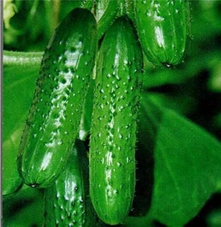 e-INFINITY 35pcs Pack of Seeds Cucumber Plant Fruit Vegetable Plant for Home Garden Good Taste Nutritious Green Cucumis Climbing Tree