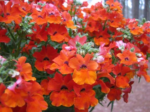 50 Carnival Mix Nemesia Strumosa Flower Seeds Mixed Colorscomb S/H #TOP5