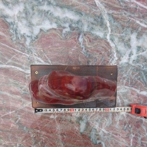 Amazon.co.jp: アリゾナ産 珪化木 木化石 鑑賞石 原石 化石 置物