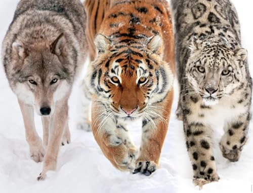 Puzzle 2000 pièces : en sauvage Ravensburger Nathan - vue 3