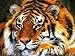 HIMBIU DIY 5D Diamond Painting Kit Complet Tigre Jungle, Broderie Diamant Peinture Dominateur Animal par Kit De Numéro Accessoires, Salon Chambre Autocollant Mural Décoration 30x40 cm