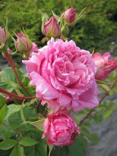 Kletterrose Bienvenue® - Rosa Bienvenue® - Delbard-Rose