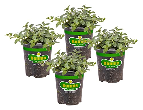 Bonnie Plants Peppermint Live Edible Aromatic Herb Plant - 4 Pack, Pet Friendly, Low Light, Part Shade