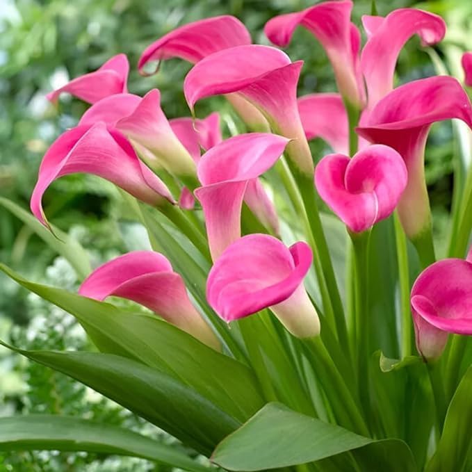 Image of live plants (LILY -1)