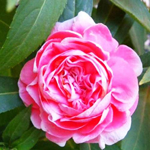 Nouvelles Impatiens Camellia Rose Graines De Fleurs 10+ (Impatiens walleriana) Bonsaï Graines De La Plus Haute Qualité Pour La Maison Jardin Jardin Extérieur Plantation De Ferme Cover