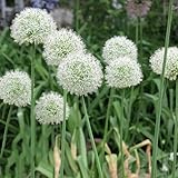 Semillas de Allium giganteum, perennes Semillas de puerro gigante, semillas de para invitados productos sostenibles jardín 500pcs