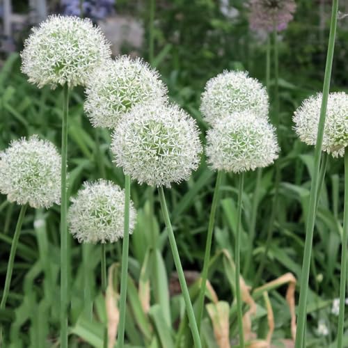 Semi di Allium giganteum, perenni Semi di porro gigante, rari semi per aiuole rialzate da giardino roccioso resistenti 500pcs