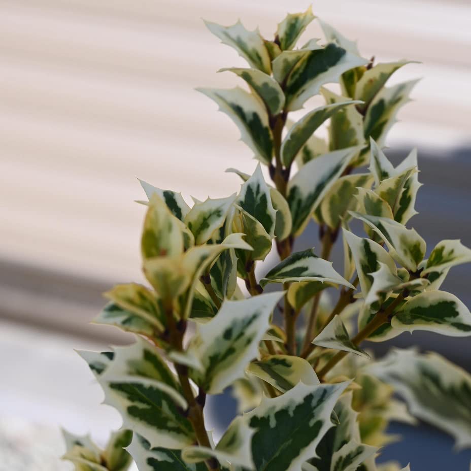Amazon.co.jp: シマヒイラギ鉢植え 斑入り柊鉢植え 柊鉢植え縞柊 : DIY