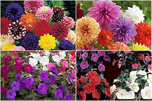 FernsFly� Budget Combo Pack Dahalia/Dahlia/Dhalia+ Achimnes Flower Bulbs Pack Home Farm Nursery Outdoor Gardening Flowers Blooming Planting (1 Set of- 2 Dahlias + 2 Achimnes)