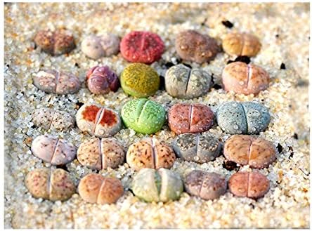 Pack of 8 Live Small Exotic One Year Old Lithops Plant Seedlings Perfect for Lithops Starter Great Terrarium Addition (Pack of 8 Seedlings + Seed Kit (25 Seeds)) Rainbow