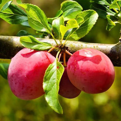 Should i sieve plum jam