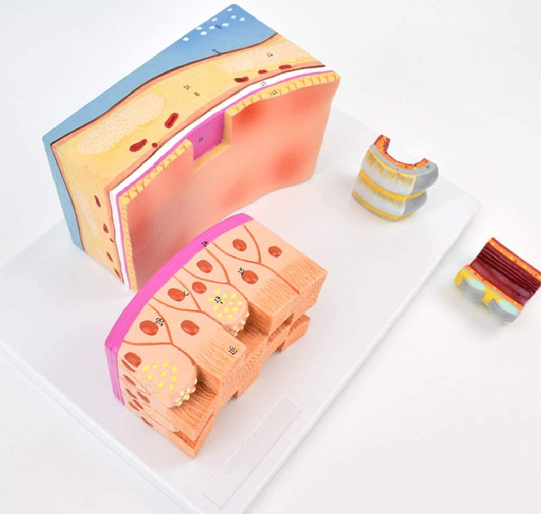 Keil Cartilage Human Anatomy Scientific Model, Anatomie Murale, 3 Fois Agrandissement, Enseignement Dessiné À La Main