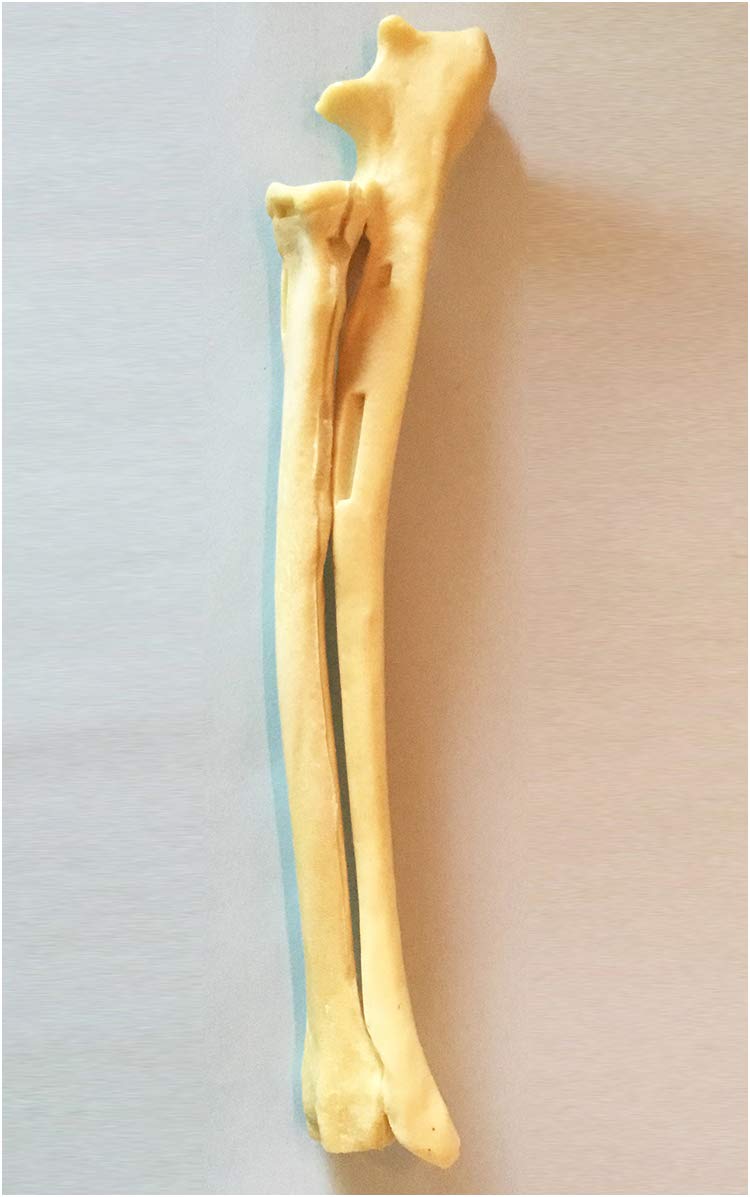 Sjdopulse A Dog Skeleton Bone Natomy Model Dog Uln Radius Bones Model Nimal Skeleton Natural Bones Model For Orthopedic Surgery Demonstration Practice Teaching (A)