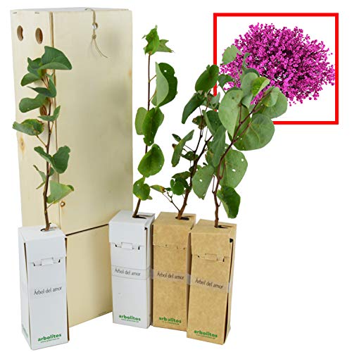 ÁRBOL DEL AMOR de pequeño tamaño en caja de madera. Alveolo forestal (4)