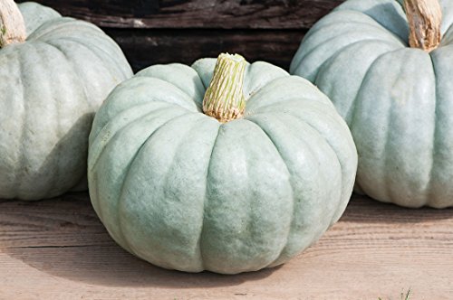 Jarradale Pumpkin Seeds For Planting, Pale Green Color, (Jarrahdale) 10 Heirloom Seeds, (Isla's Garden Seeds), Non Gmo Seeds, Botanical Name: Cucurbita Maxima, Great Home Garden Gift #TOP2
