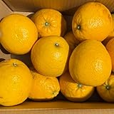 【樹齢25年以上】河内�