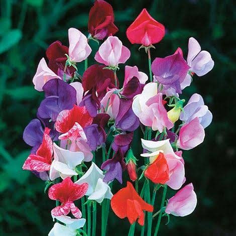 Audbhidhi flower Seeds | sweet pea Hybrid flower Seeds For home Gardening (50 SEEDS )-image-10