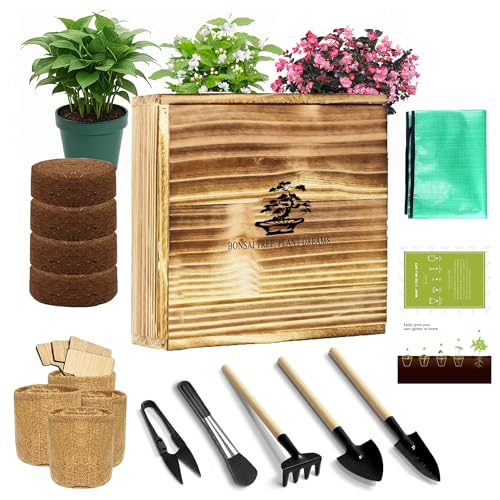 Kit de cultivo de árbol bonsai todo en uno miniatura 1