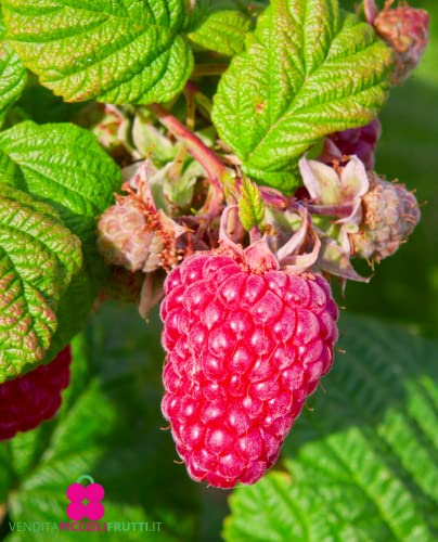 Plante de framboise rouge restreint 'Heritage' - Tardivo - vase Ø 14 cm - H 50/60 cm