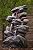 Bear Creek Waterfall Fountain - Huge Towering Rock Outdoor Water Feature for Gardens & Patios. Hand-Crafted Weather Resistant Resin. LED Lights & Pump Included.
