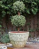 Zoom IMG-1 beliani vaso ovale tradizionale per Zoom IMG-1 beliani vaso ovale tradizionale per