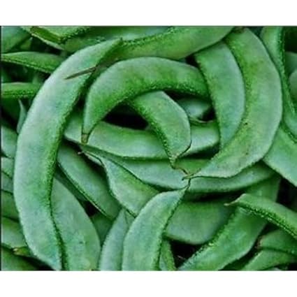 Seed Wala SEM PHALI DOLICHOS BEANS F1 HYBRID Vegetable Seed - Pack of 50 Seeds.