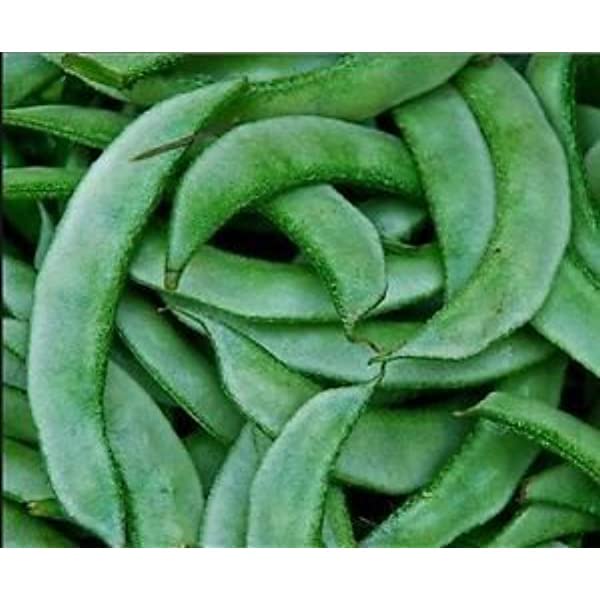 Seed Wala SEM PHALI DOLICHOS BEANS F1 HYBRID Vegetable Seed - Pack of 50 Seeds. (B09WYVNKCX) Amazon Price History, Amazon Price Tracker