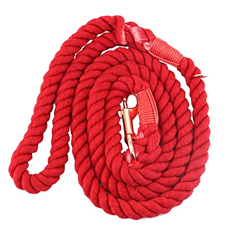 Laisse pour chien 2 en 1 avec collier pour éducation et balades au parc