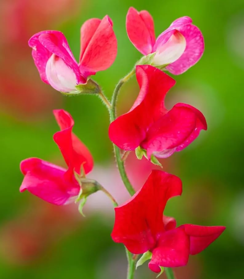 1 Pack of 20 SEEEDS Everlasting Pea Lathyrus latifolius
