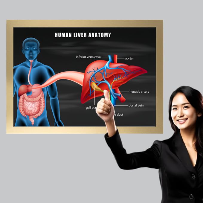 Image of Taanfu Body Educational Learning Anatomy Posters ，Liver Anatomy Art Liver Anatomy Villi Anatomy Art Poster Digestive System Organs Illustration Small Intestine Physiology Anatomy Wall Art Villi