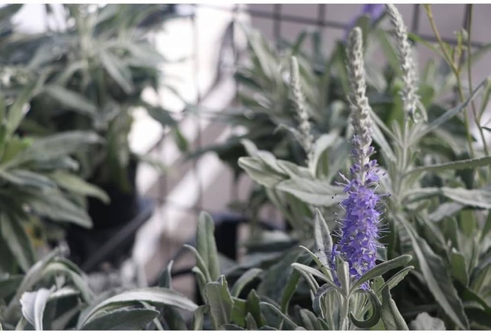 Amazon.co.jp: ベロニカ トウテイラン 3.5号ロングポット苗 1株販売 庭