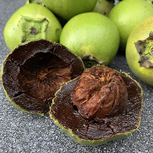 Black Persimmon Seeds Diospyros Digyna, Black Sapote Tropical Fruit Tree Eaten Fresh Used In Desserts Culinary Garden Outdoor 20Pcs Fruit Seeds By Yegaol Garden #TOP1