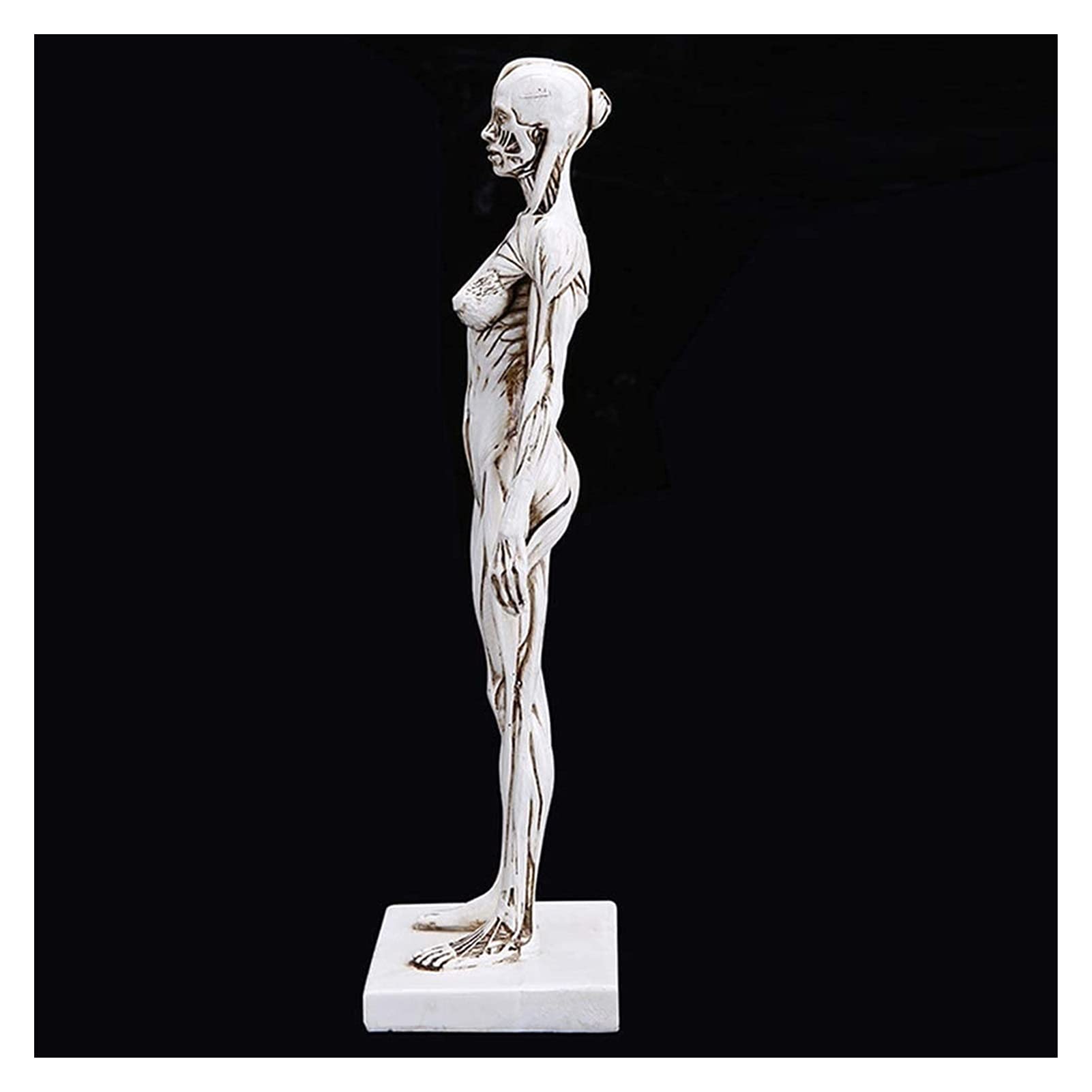 Model dydaktyczny, model anatomii człowieka Figura anatomii kobiecej Model anatomii mięśni powierzchownych Ornament laboratoryjny Odniesienie anatomiczne (rozmiar: 28,5 x 8 x 7,5 cm) Anatomia biologia