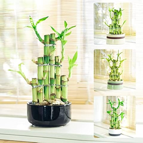 Easy Plants 1 LUCKY BAMBOO IN RANDOM COLOUR ROUND CERAMIC POT [3 Tiers Stepstairs] Cover