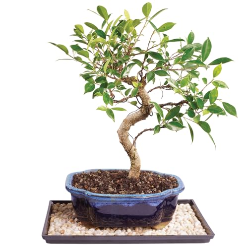 Brussel's Bonsai Live Golden Gate Ficus Indoor Bonsai Tree - Medium, 7 Years, 8 to 16 In - Live Bonsai Tree in Ceramic Bonsai Pot with Humidity Tray