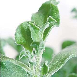 Amazon Co Jp アイスプラント Amazon Co Jp アイスプラント