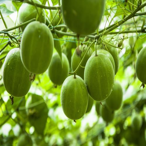 50pcs Green Monk Fruit Seeds