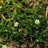 saginata ¡Las semillas son excelentes para en el jardín o guardarlas en una caja fuerte para semillas en caso de una emergencia!¡Una fantástica adición al jardín de tu casa!