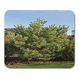 norwegische waldkiefer kaufen Weiche Materialien für Handgelenke und Hände, glatte Oberfläche, rutschfeste Gummi-Unterseite halten den Desktop fest.