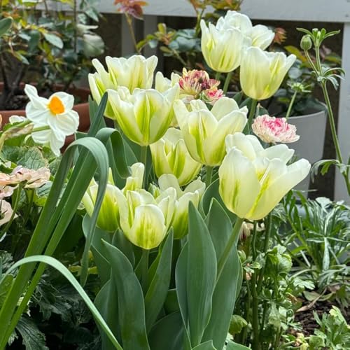 Tulip Bulbs, Formal Garden Design, Symmetrical Planting, Landscape Accent, Garden Feature 6pcs