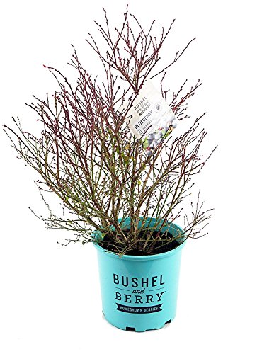 Bushel and Berry - Vaccinium cor. Blueberry Glaze (Blueberry) Edible-Shrub, , #2 - Size Container