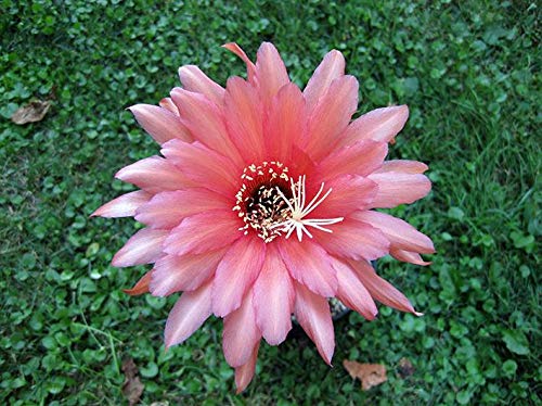 Geosism & Nature Trichocereus huascha 25 cm, Cactus, Plante succulente