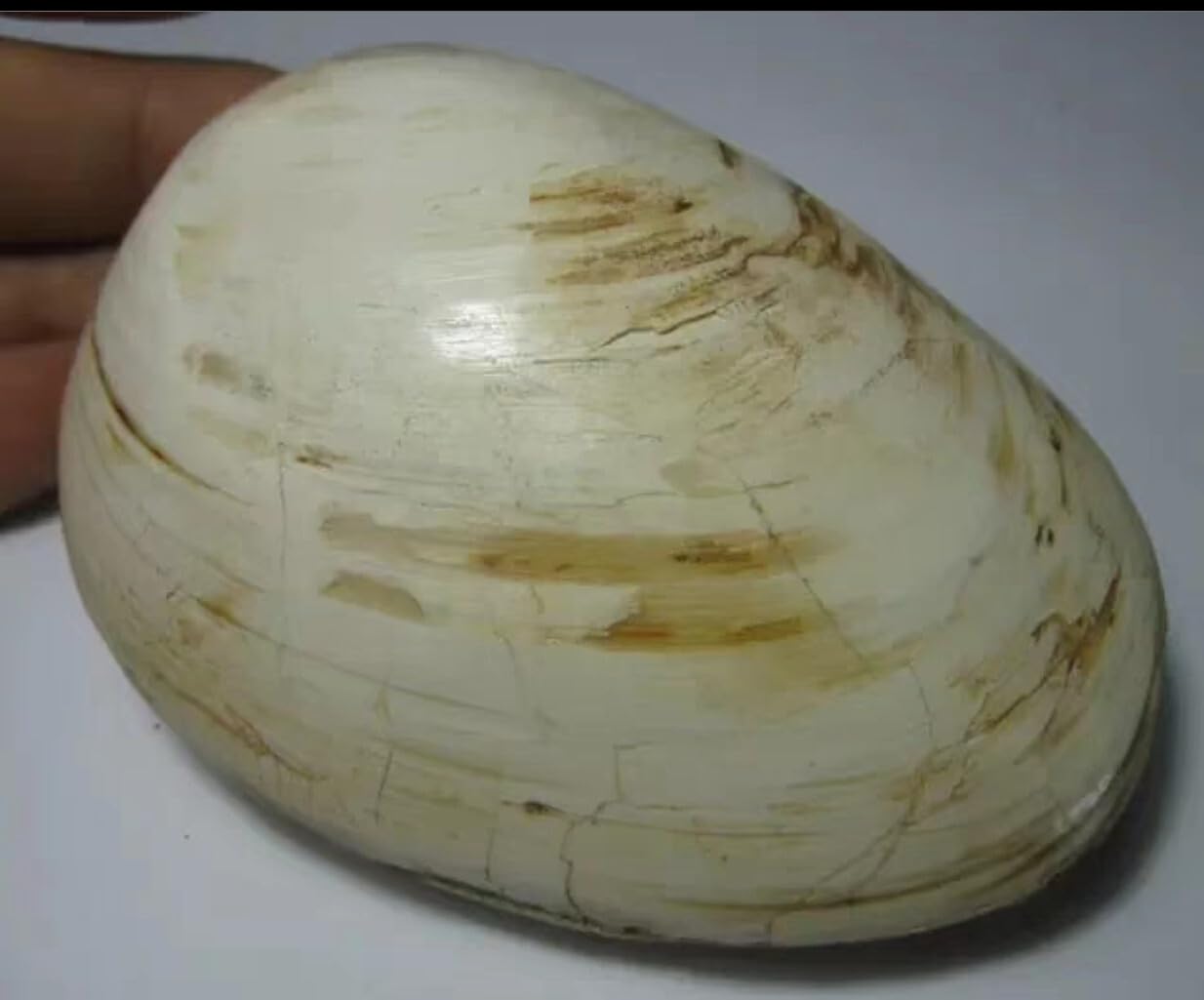 Beautiful Exquisite Shell Fossils from the Ice Age