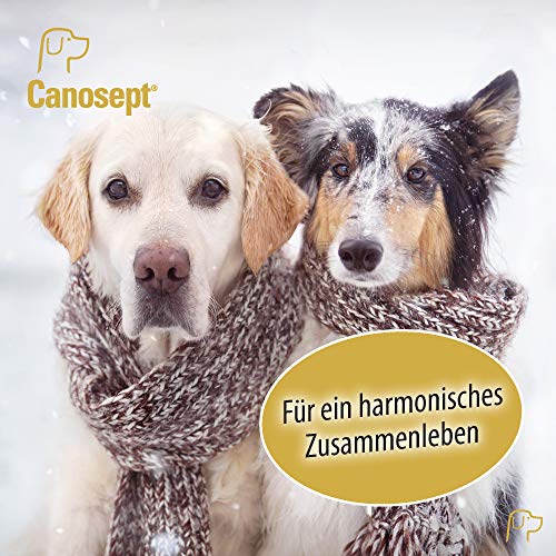 Canosept Home Comfort Beruhigungshalsband - Hundehalsband mit Baldrian & Lavendel fördert Wohlbefinden & Entspannung bei Hunden